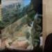 Meduza Stealer Developers Arrested in Russia